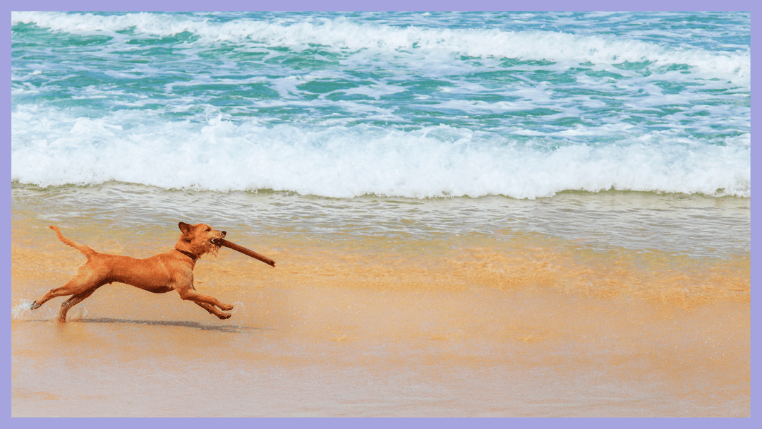 3 ways to exercise your dog indoors - The Golden Bone Bakery