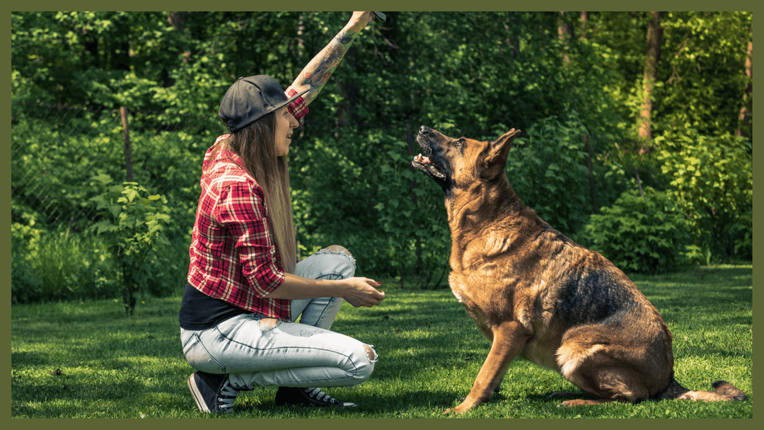 7 activities to do together with your pet when social-distancing - The Golden Bone Bakery
