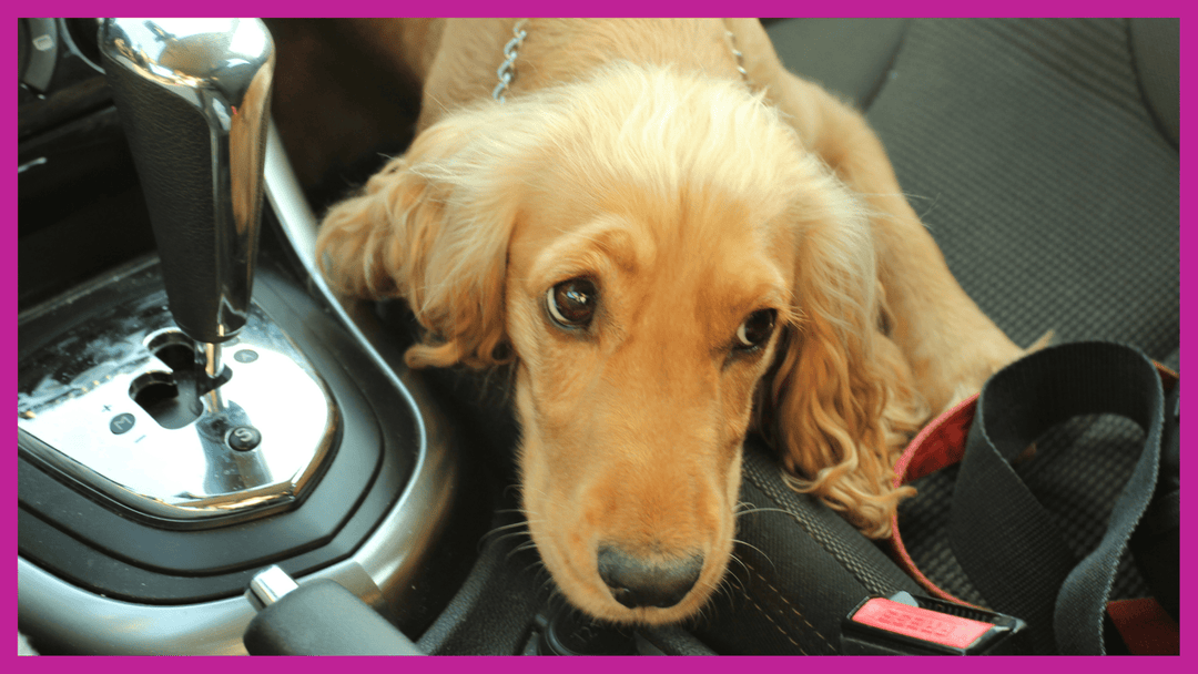 Car safety seat belt standards for pets in Australia - The Golden Bone Bakery