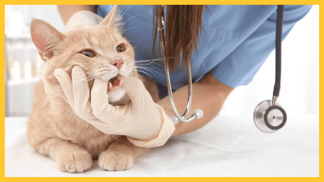 Detecting Dental Disease in Your Pet: Signs, Causes, and Natural Preventative Care - The Golden Bone Bakery