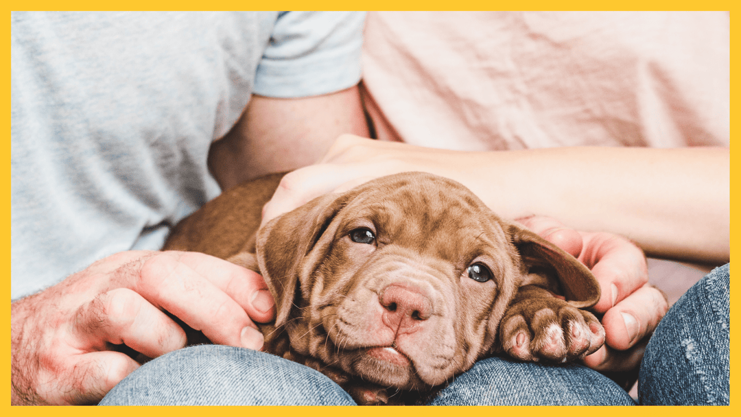 How to care for your pet if you have COVID-19? - The Golden Bone Bakery