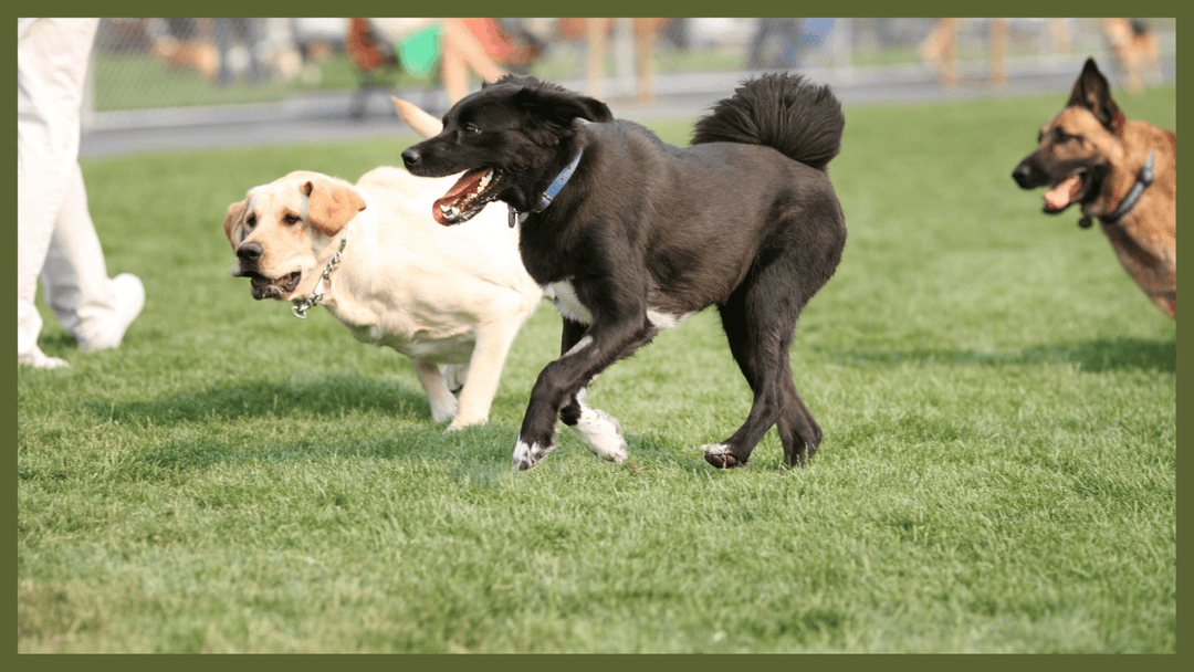 Should I go to the dog park during the Coronavirus outbreak? - The Golden Bone Bakery