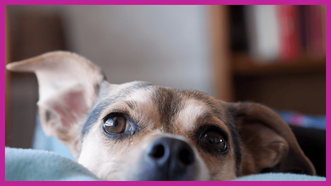 What to prepare for my pet during COVID-19 period? - The Golden Bone Bakery