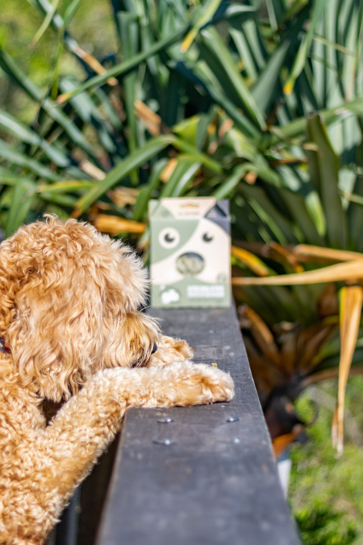 Buy Fresh Breath & Strong Eyes Dog Treats with Mint at The Golden Bone Bakery