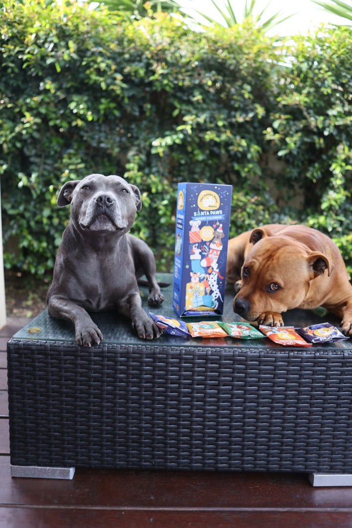 Buy Santa Paws Dog Treats Advent Calendar Christmas Tower at The Golden Bone Bakery