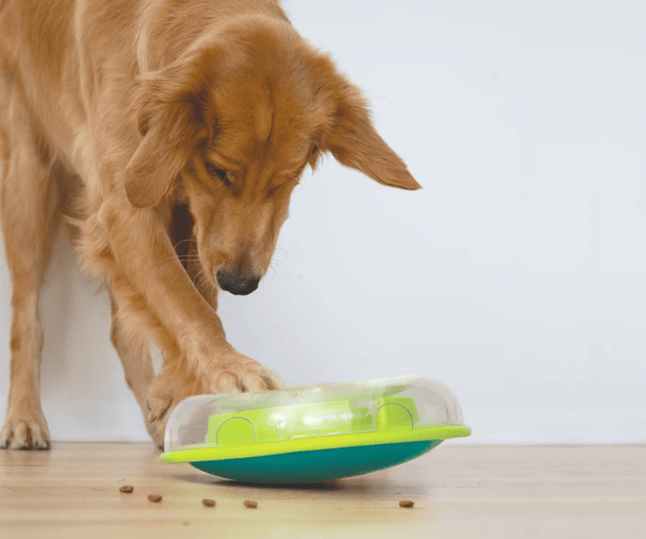 Buy Wobble Bowl by Nina Ottosson at The Golden Bone Bakery