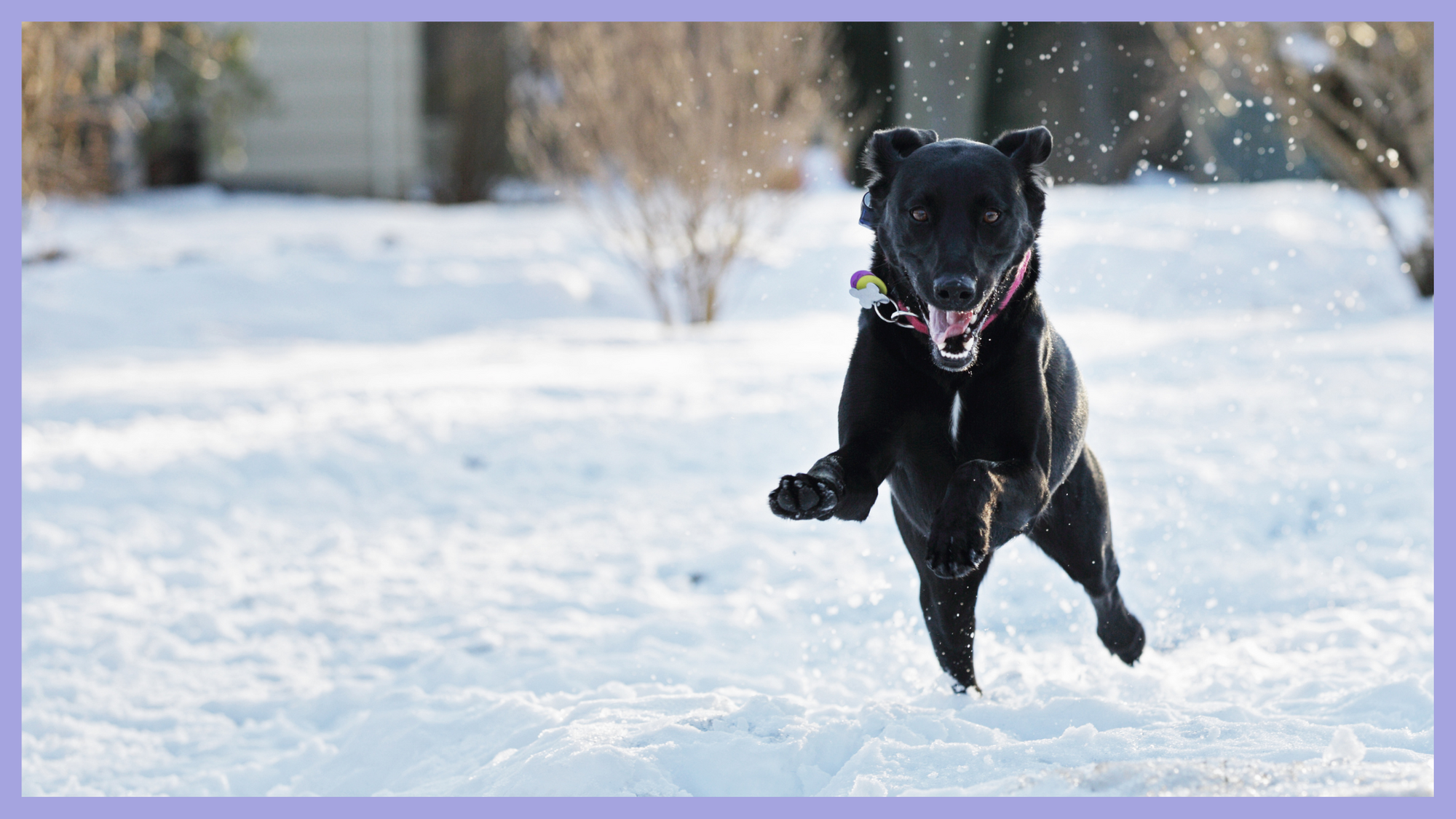 7 tips to calm hyper-excited dogs