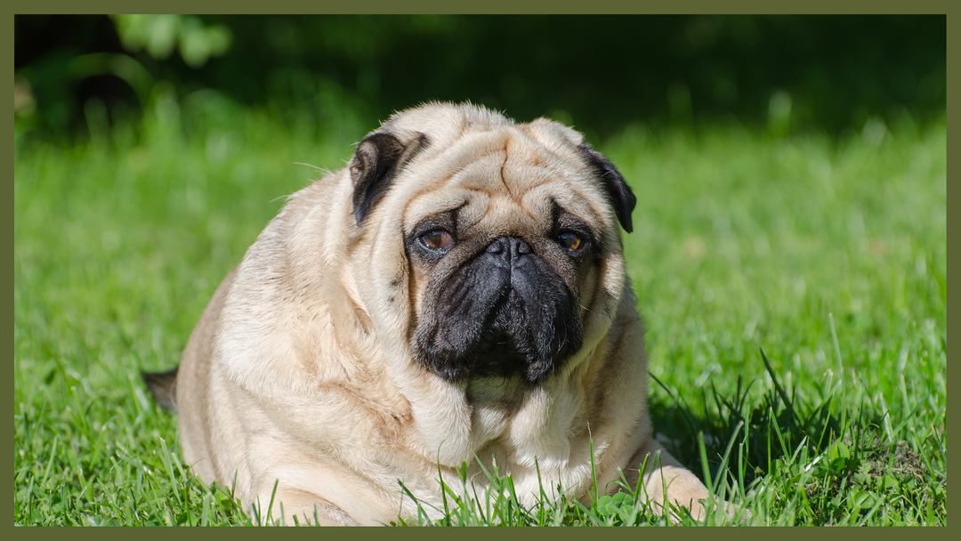 Fighting Fido's Flab: Checking if your dog is overweight