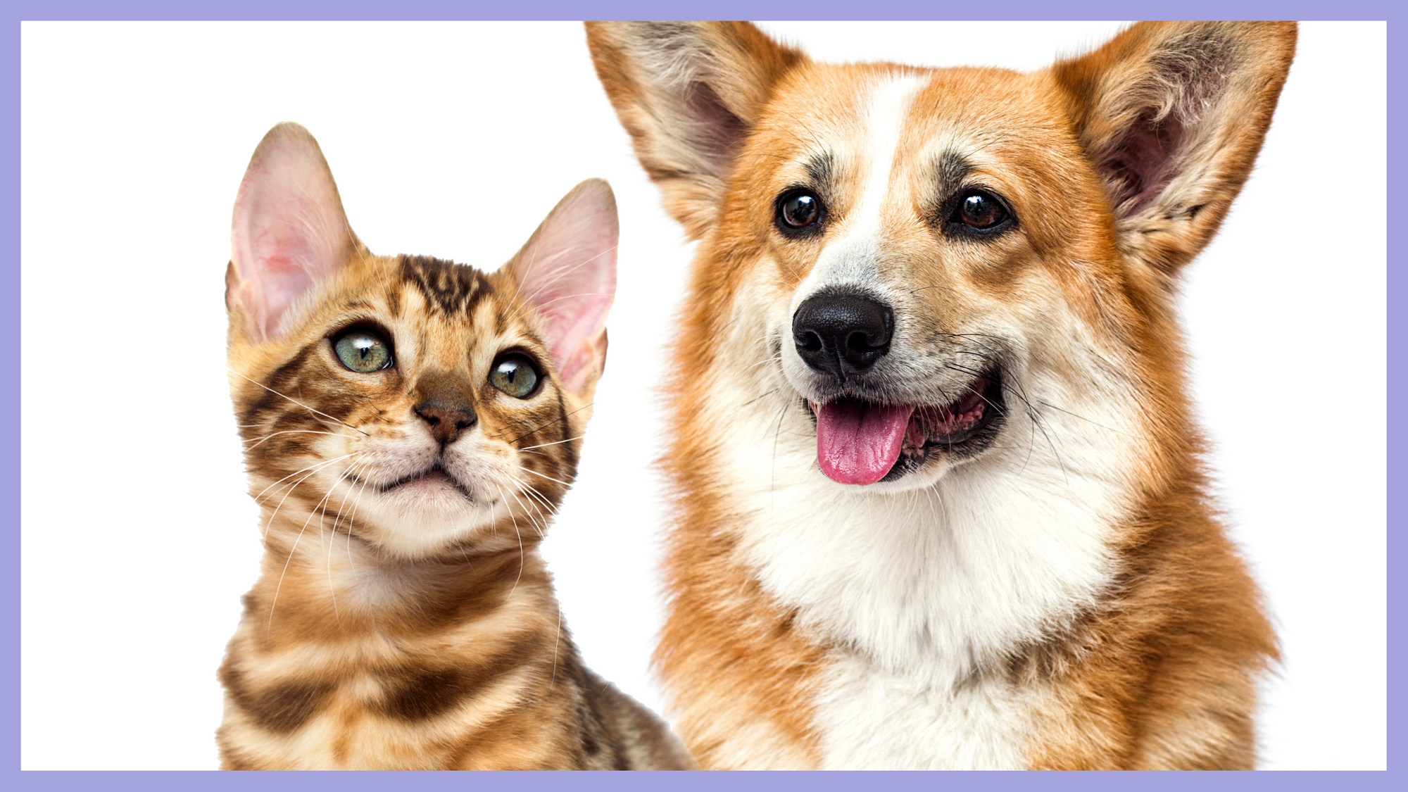 Canine and Feline Body Language: Common Misconceptions