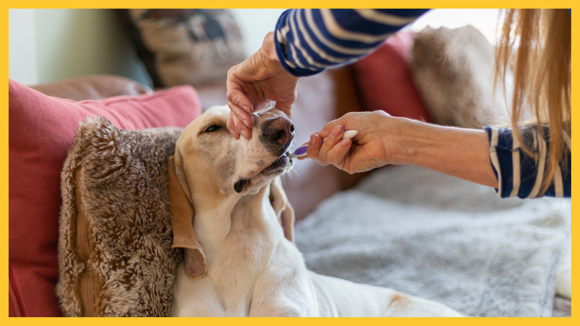 Some friendly reminders for your dog’s oral hygiene