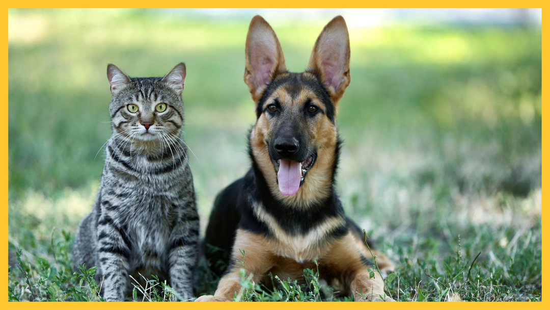 7 Fun Facts about dogs & cats