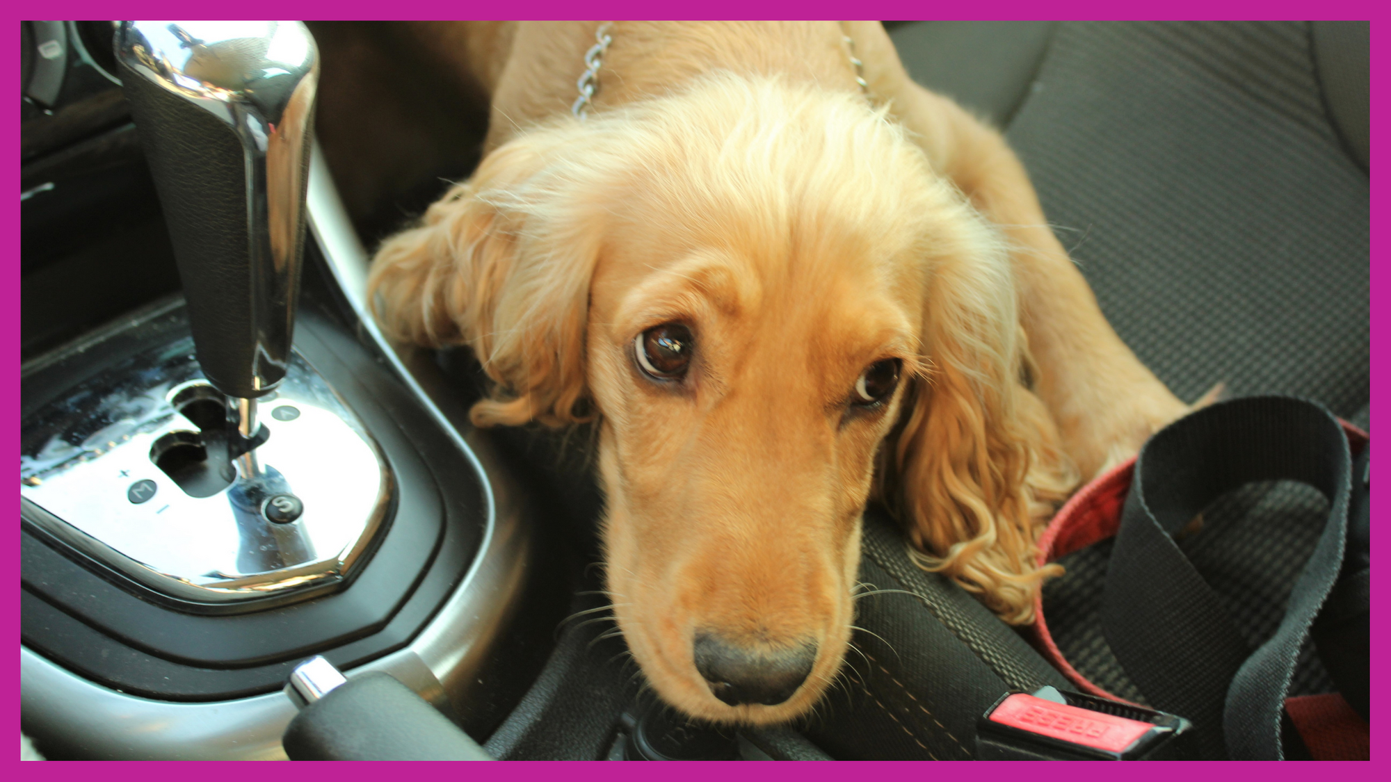 Car safety seat belt standards for pets in Australia