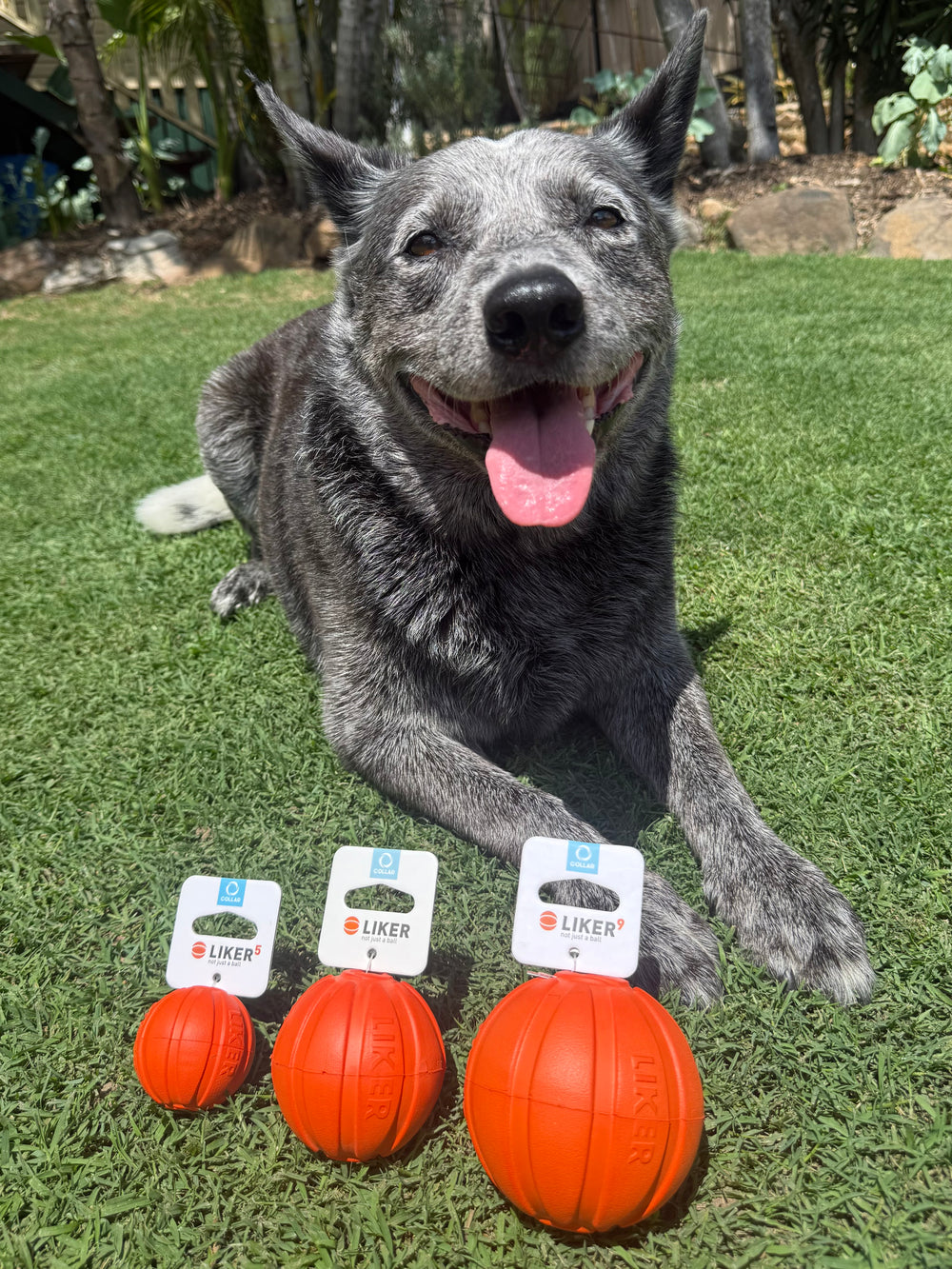 Dog lying on grass with three orange dog Liker Balls in front The Golden Bone Bakery