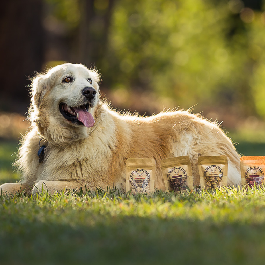 3 Top Ideas for Canine Enrichment - The Golden Bone Bakery