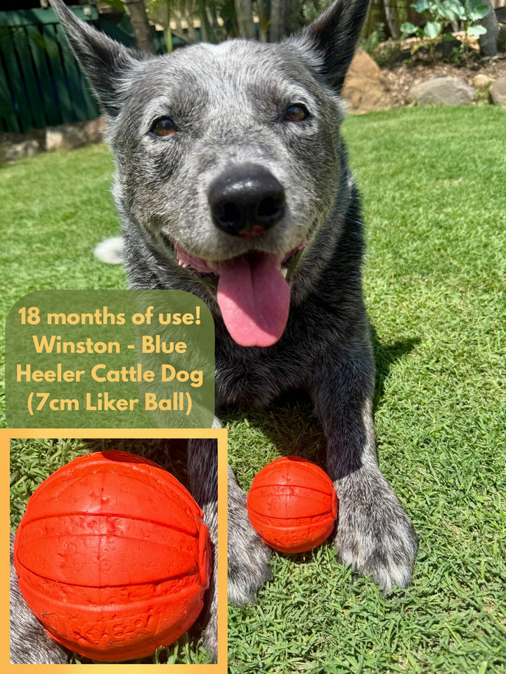 Blue Heeler Cattle Dog with used 7cm Liker ball on grass- Winston The Golden Bone Bakery