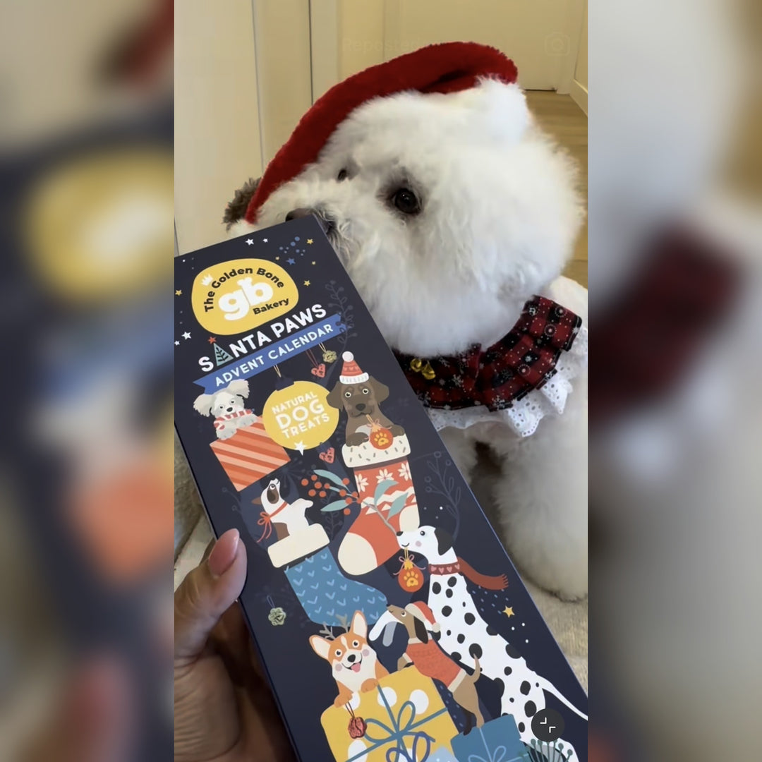 Dog Advent Calendar Tower - SAVE 20% PRE-ORDER July 2026 | Christmas Gift for Dogs
