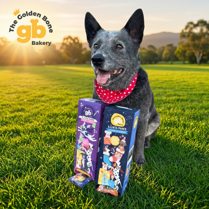 A gray dog wearing a red polka-dot bandana sits on a grassy field at sunset, holding two boxes of The Golden Bone Bakery Christmas Dog Advent Calendar themed dog treats. The Golden Bone Bakery logo is visible in the top left corner.