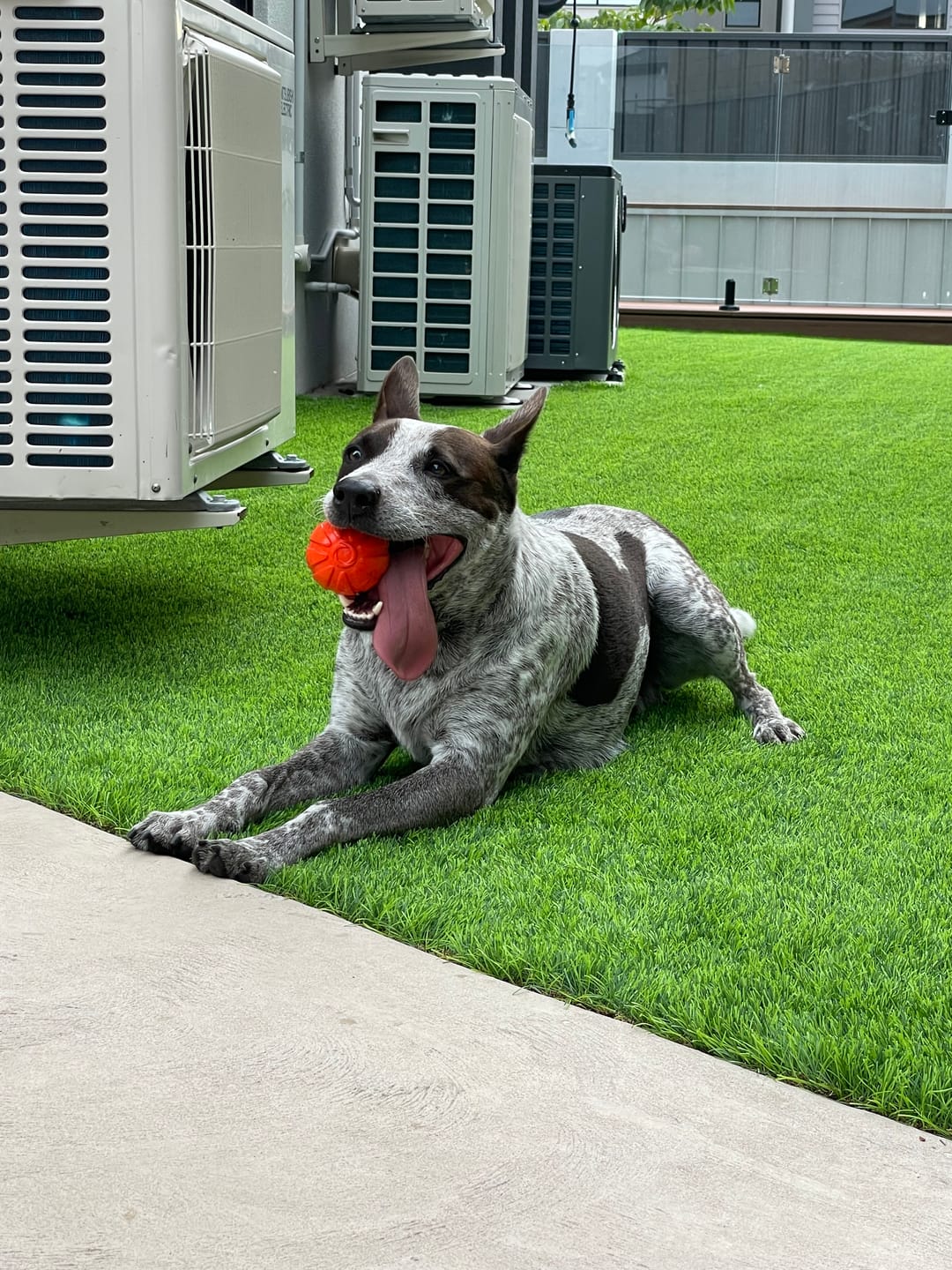 Dog playing with a orange ball on green grass. Liker Ball_The Golden Bone Bakery