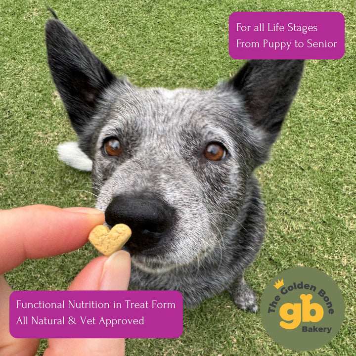 Australian Cattle Dog eagerly waiting for The Golden Bone Bakery 3 Flavour Party Mix vegan dog treat held by owner outdoors