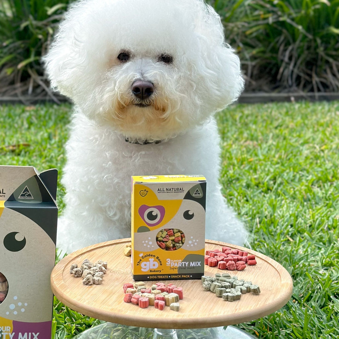 Fluffy white Bichon Frise dog sitting outdoors with The Golden Bone Bakery 3 Flavour Party Mix Snack Pack 40g and three colourful superfood dog treat flavours displayed on wooden board all natural Australian made