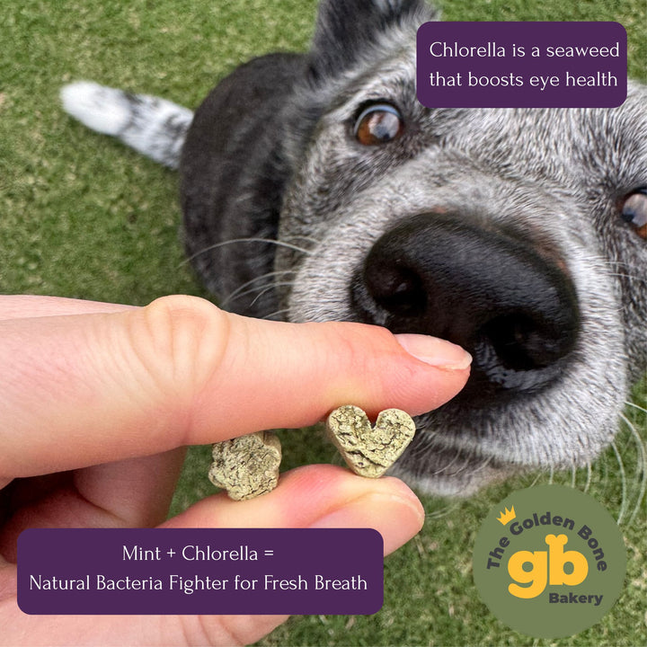 Australian Cattle Dog eagerly waiting for The Golden Bone Bakery Fresh Breath and Strong Eyes mint and chlorella dog treat held by owner outdoors