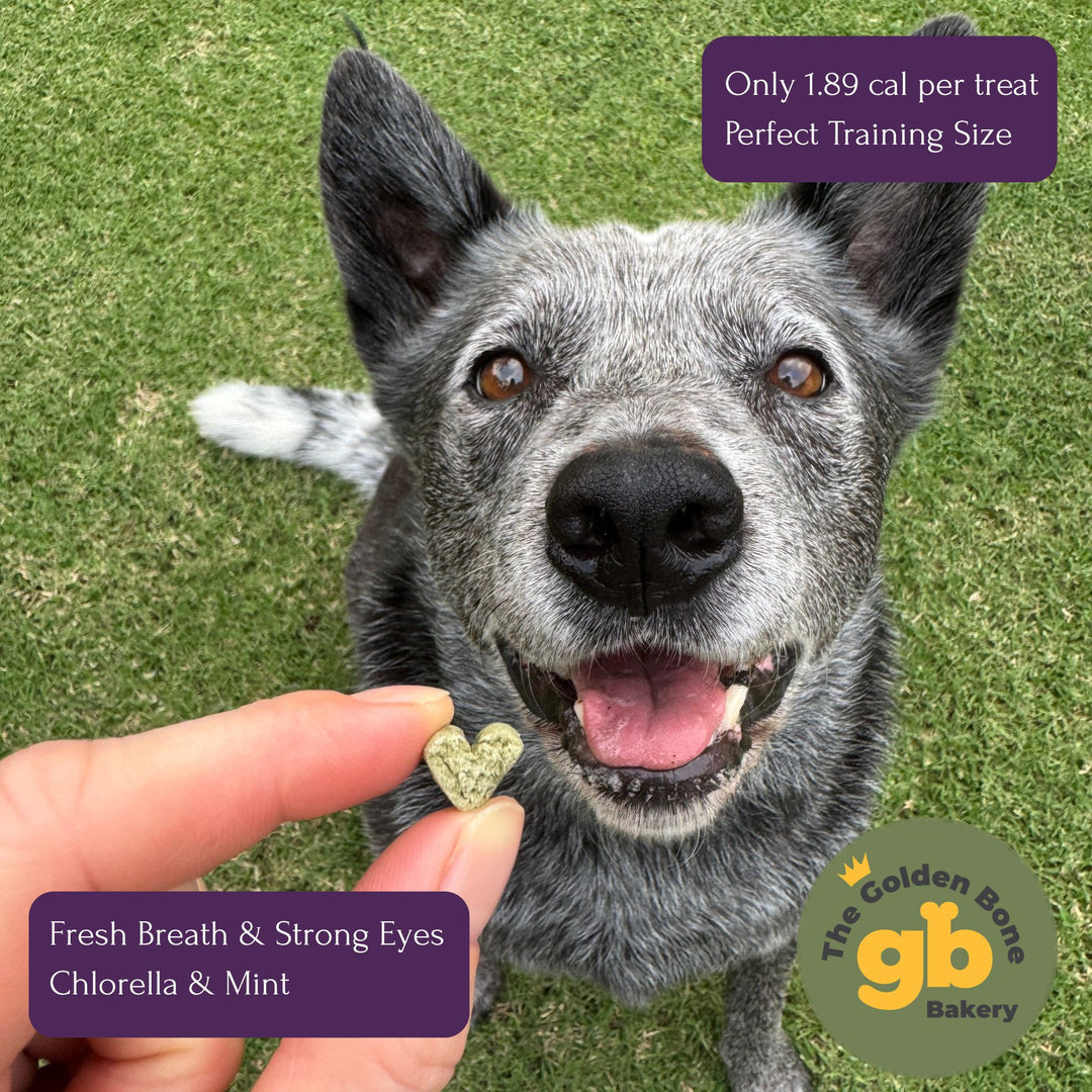 Australian Cattle Dog eagerly waiting for The Golden Bone Bakery Fresh Breath and Strong Eyes mint and chlorella dog treat held by owner outdoors