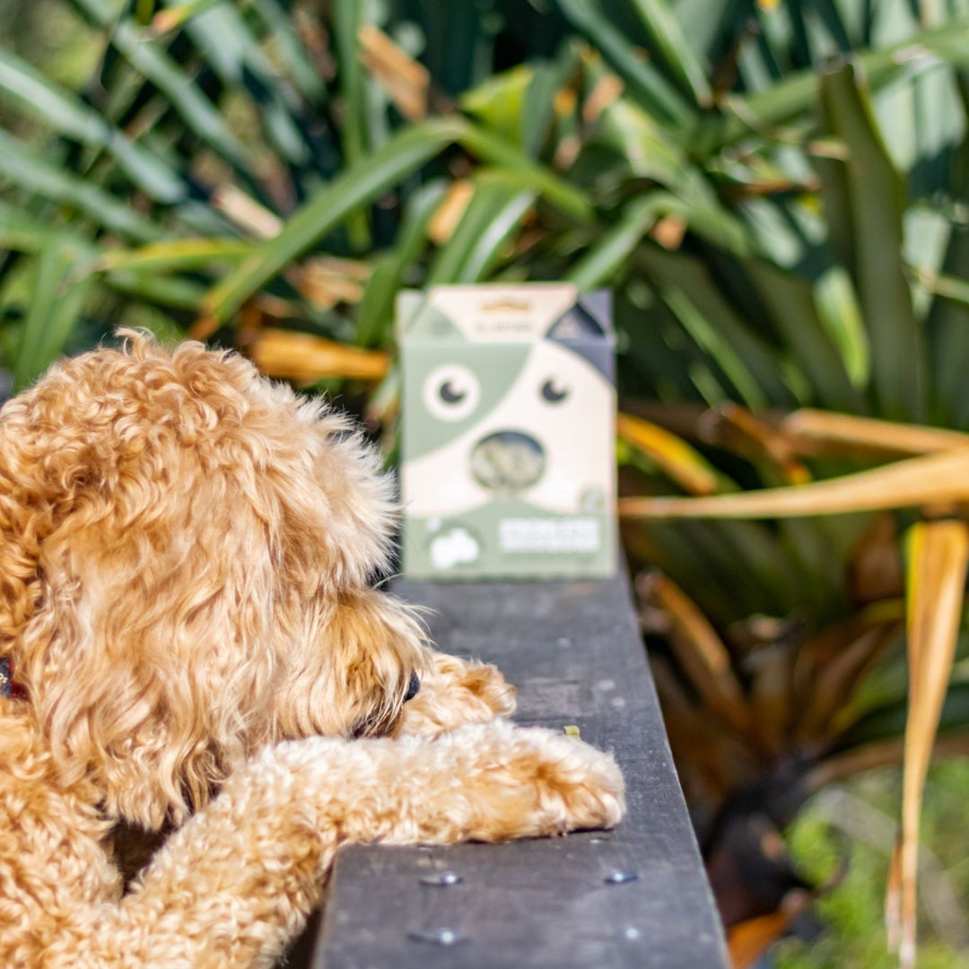 Golden Groodle resting paws on deck rail eyeing The Golden Bone Bakery Fresh Breath and Strong Eyes mint and chlorella dog treats 280g placed nearby outdoors all natural Australian made