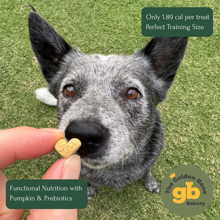 Australian Cattle Dog eagerly waiting for The Golden Bone Bakery Happy Tummy vegan dog treat held by owner outdoors gentle on sensitive tummies