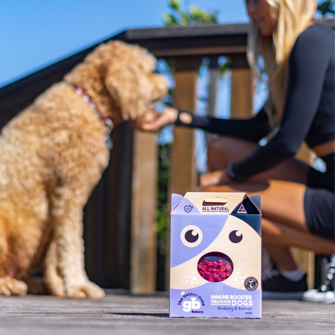 Golden Groodle sitting with owner outdoors receiving The Golden Bone Bakery Immune Booster blueberry and beetroot dog treats 280g all natural Australian made on sunny deck