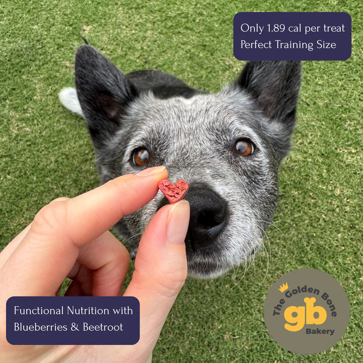 Australian Cattle Dog eagerly waiting for The Golden Bone Bakery Immune Booster blueberry and beetroot dog treat held by owner outdoors