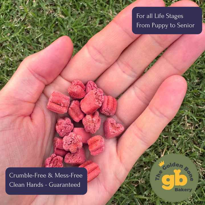 Hand holding multiple The Golden Bone Bakery Immune Booster dog treats showing perfect small training treat size only 1.84 cal per treat no crumble no oil