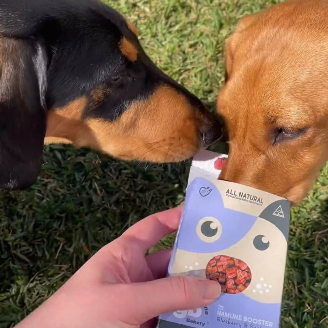 Two dachshunds eagerly sniffing The Golden Bone Bakery Immune Booster Snack Pack 40g blueberry and beetroot all natural dog treats held by owner outdoors on grass