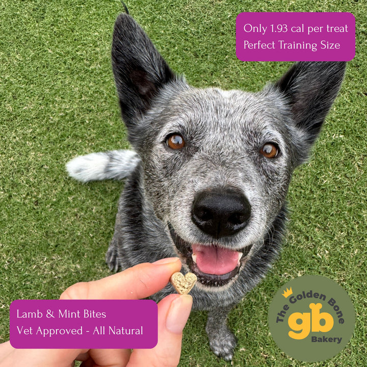 Australian Cattle Dog eagerly waiting for The Golden Bone Bakery Lamb and Mint Bites dog treat held by owner outdoors