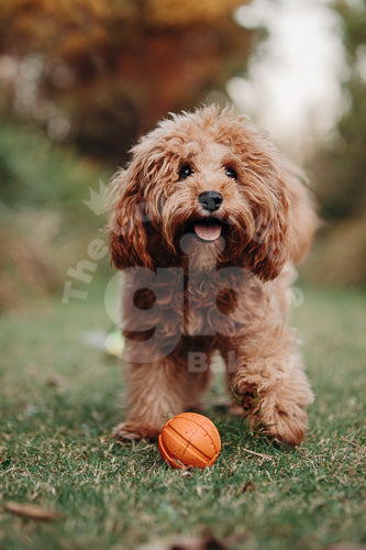 Liker Ball (Best Ball EVER!)