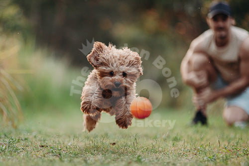 Dog Toys & Enrichment Games